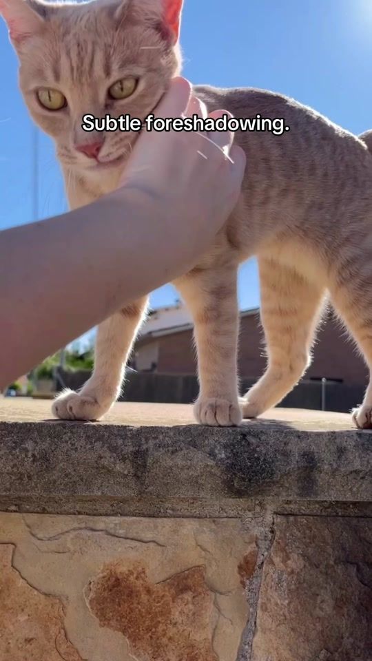 TikTok video thumbnail by paulaagibertt