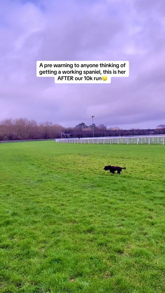 TikTok video thumbnail by maplethecockerspaniel