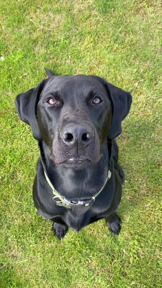 TikTok video thumbnail by bimmer.labrador