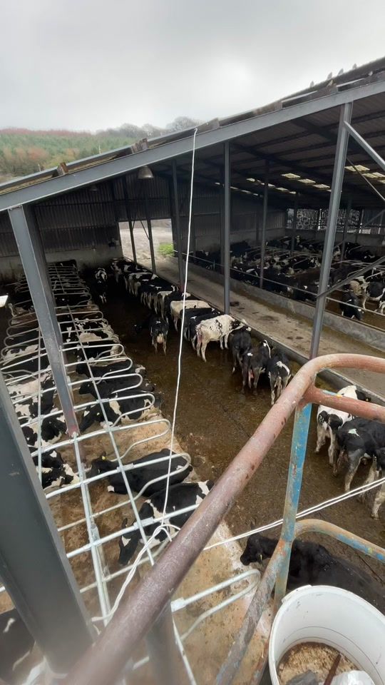 TikTok video thumbnail by byrongillis1