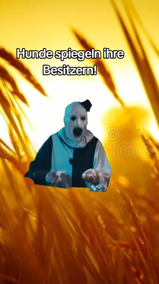TikTok video thumbnail by roccothegermansheperd