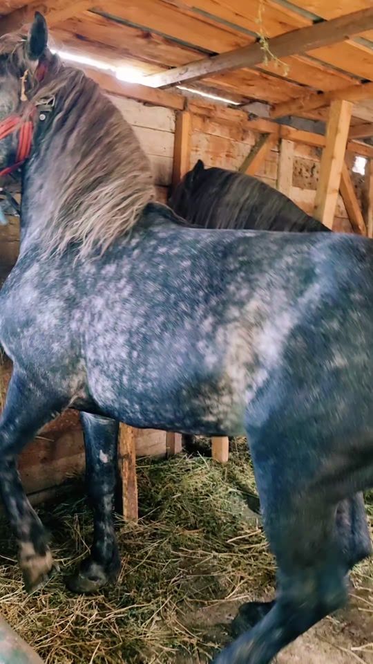 TikTok video thumbnail by adrianremon