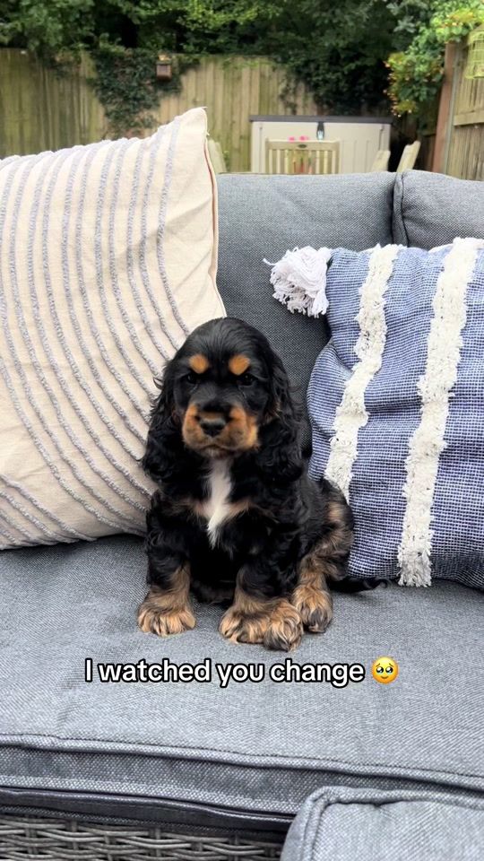 TikTok video thumbnail by ernestcockerspaniel