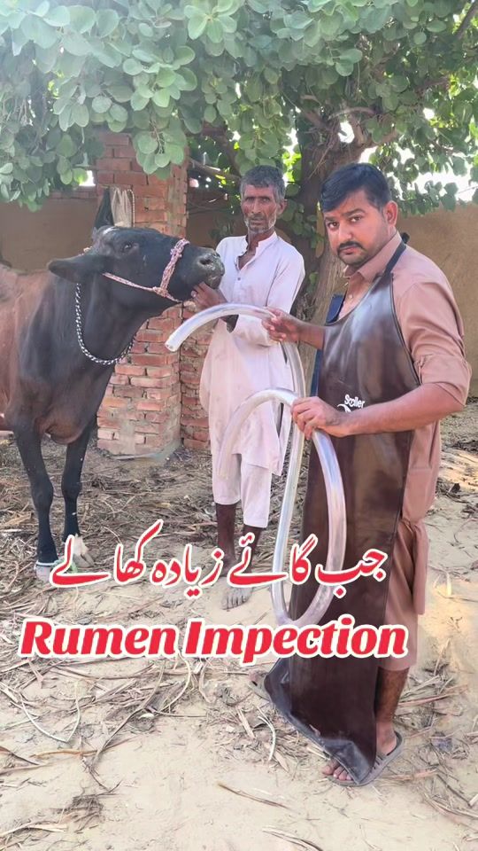 TikTok video thumbnail by vet.dr.mohsin4800