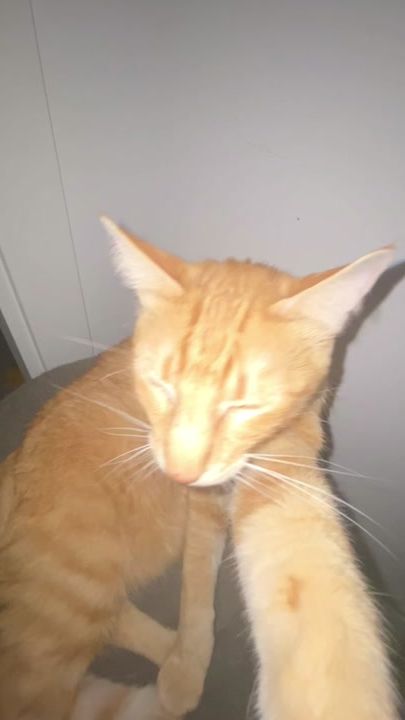 TikTok video thumbnail by brownie_bonmat