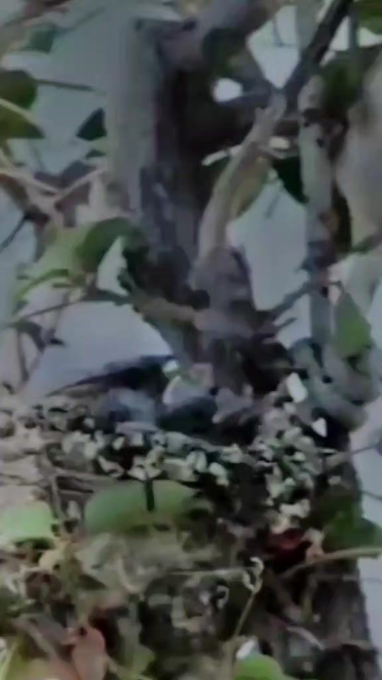 TikTok video thumbnail by marea_.alta