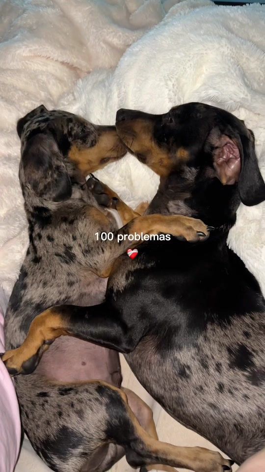 TikTok video thumbnail by romeo_theteckel