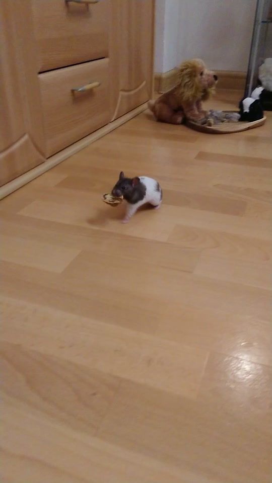 TikTok video thumbnail by hamster4258