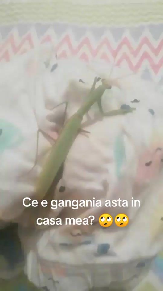 TikTok video thumbnail by ingercuaripiranite1