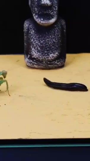 TikTok video thumbnail by insectarena