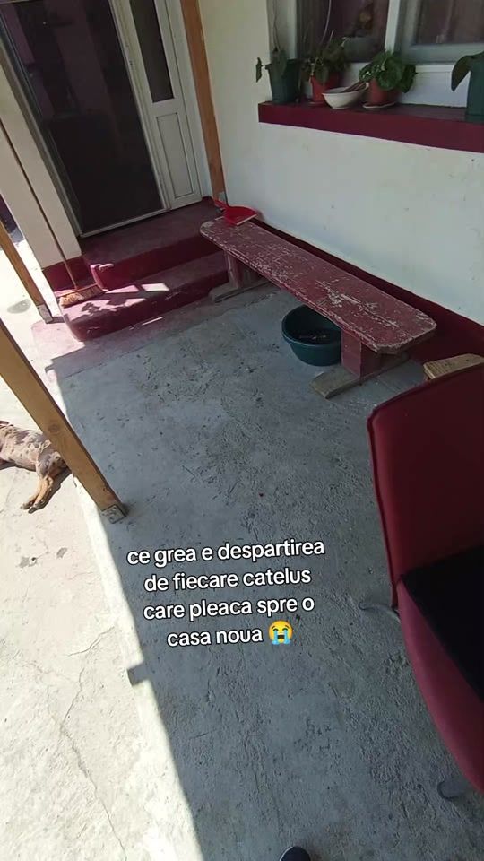 TikTok video thumbnail by americanbullymania