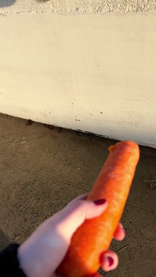 TikTok video thumbnail by solace_sport_horses