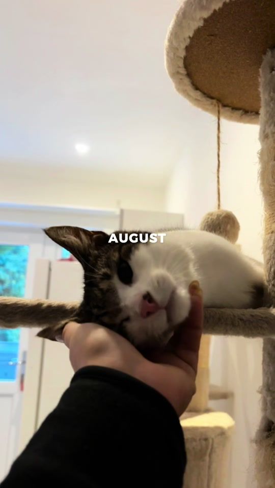 TikTok video thumbnail by snoutnaboutservices