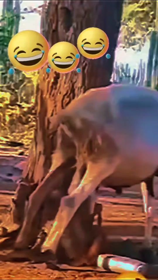 TikTok video thumbnail by melanie.p1230