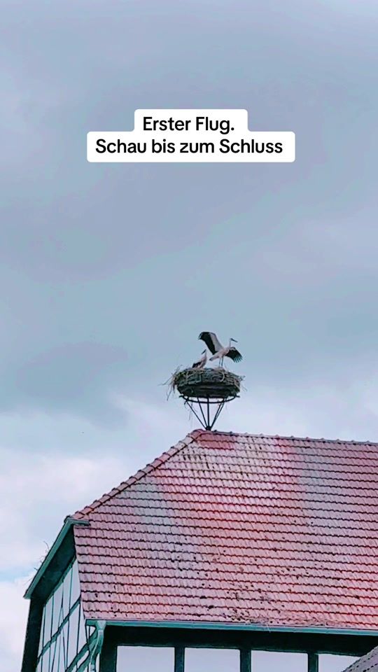 TikTok video thumbnail by simsmy07