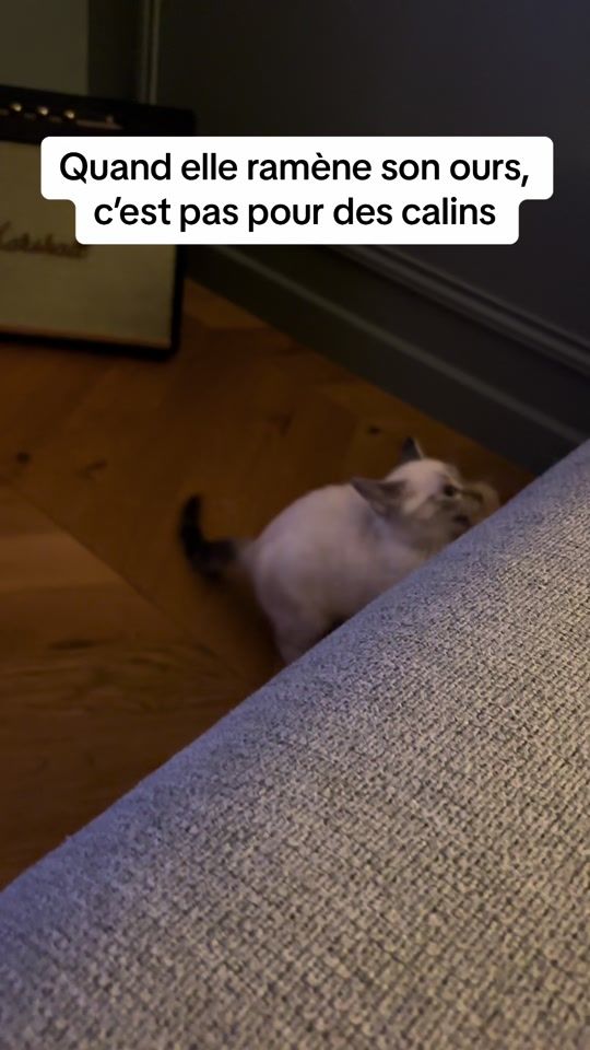TikTok video thumbnail by yoda.the_cat