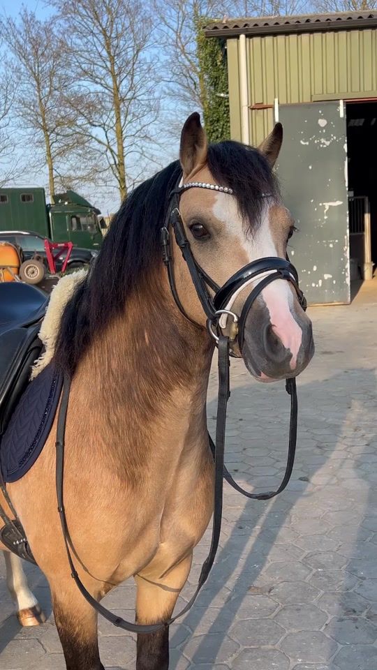 TikTok video thumbnail by selehemwelshponys