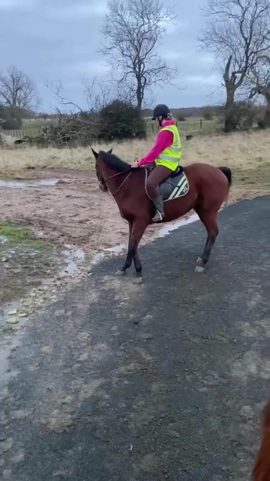 TikTok video thumbnail by equine_cat