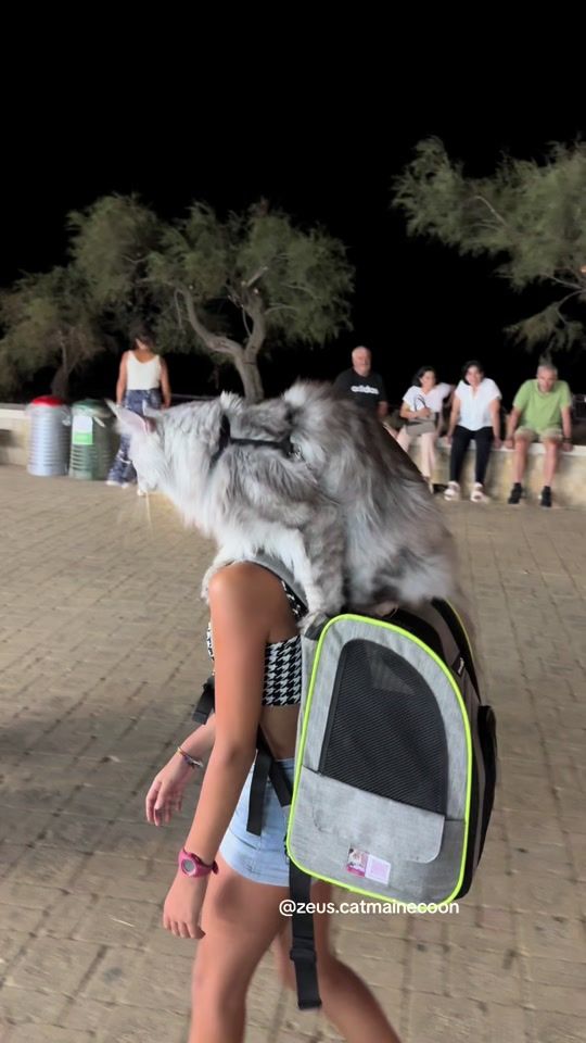 TikTok video thumbnail by zeus.catmainecoon