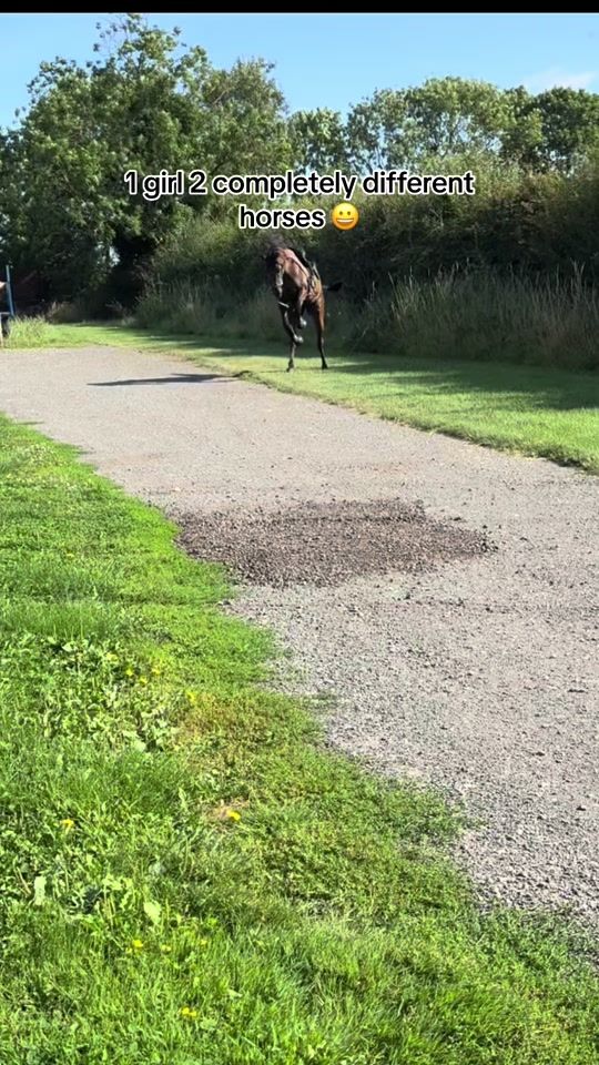 TikTok video thumbnail by _molly.equine