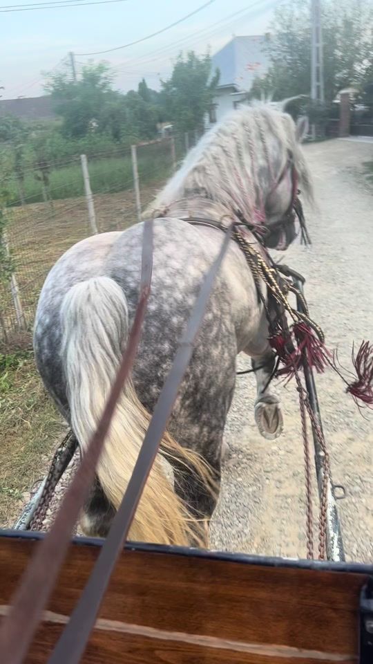 TikTok video thumbnail by magdicipetrica