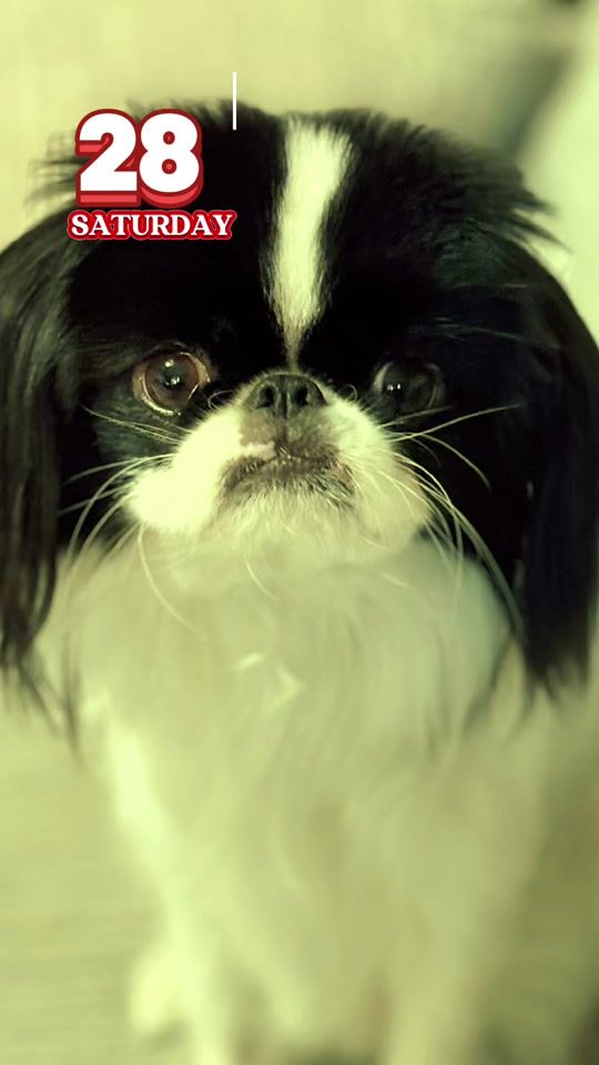 TikTok video thumbnail by keikomaeofficial