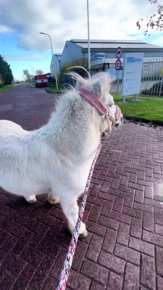 TikTok video thumbnail by esse.vd.bles