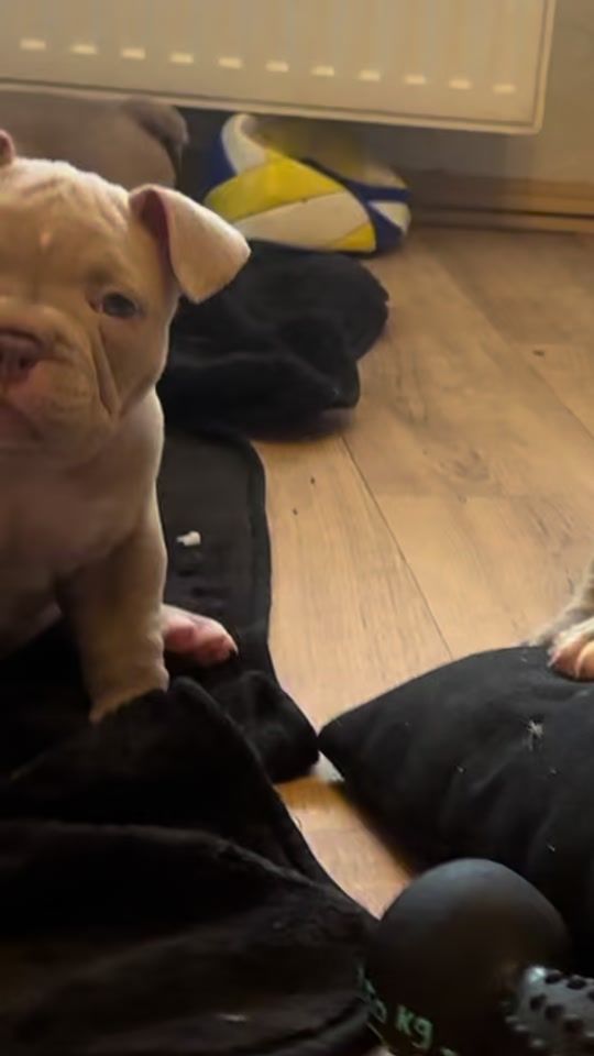 TikTok video thumbnail by hurremasuleiman