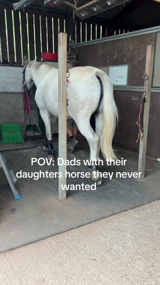 TikTok video thumbnail by f.k_showjumping