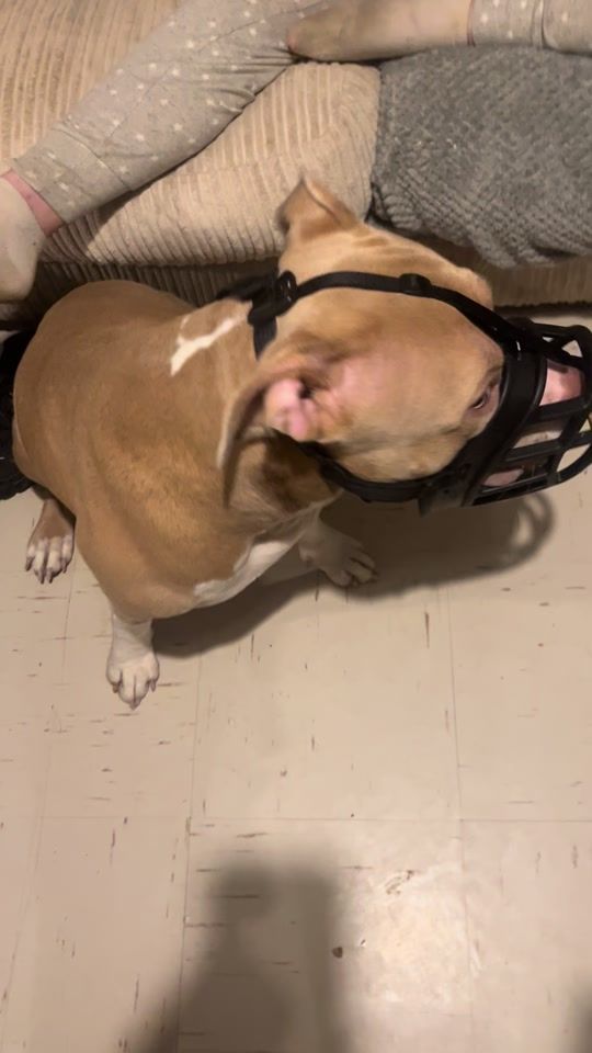 TikTok video thumbnail by bullybella2022