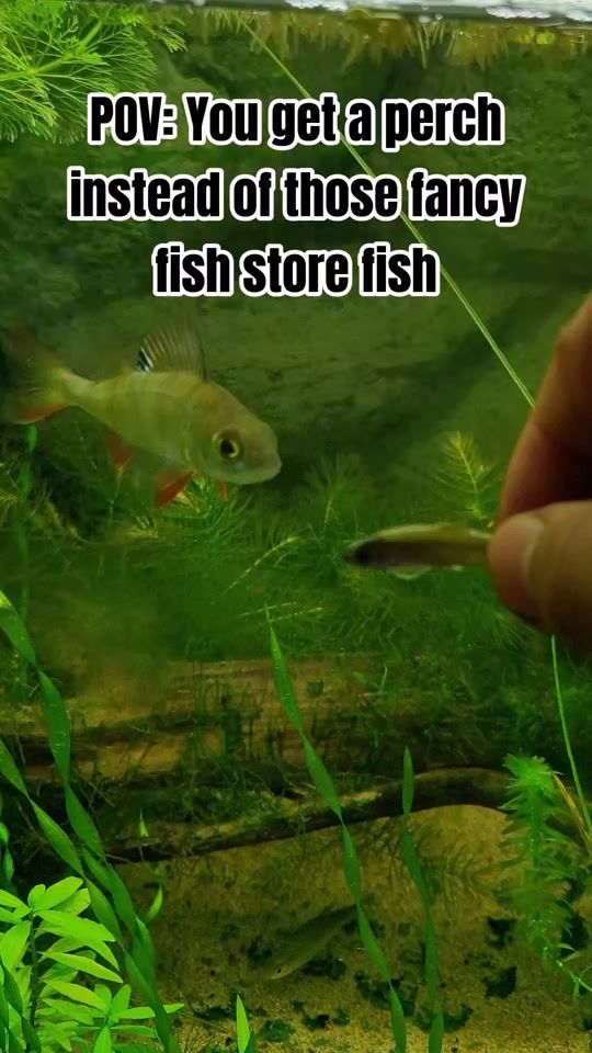 TikTok video thumbnail by bobtheperch