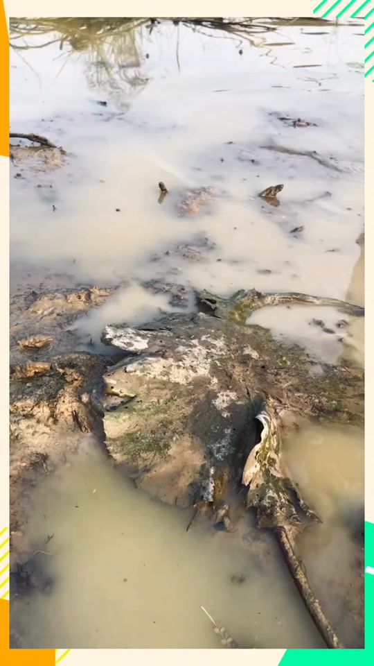 TikTok video thumbnail by animalworld..2