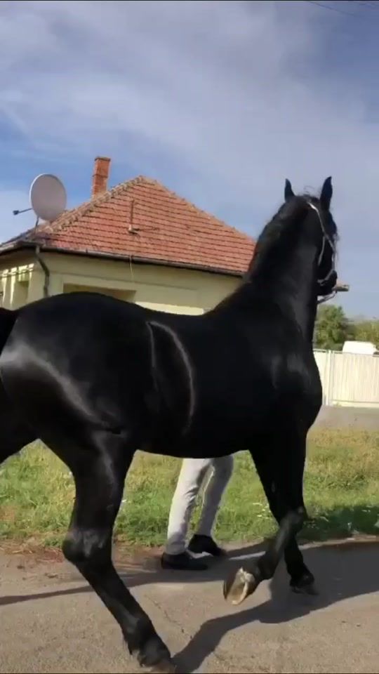 TikTok video thumbnail by a_t_t_i_l_a_0_0_7