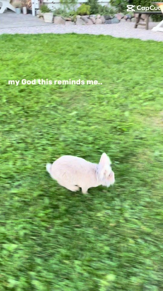TikTok video thumbnail by the.rabbits.show.jumper