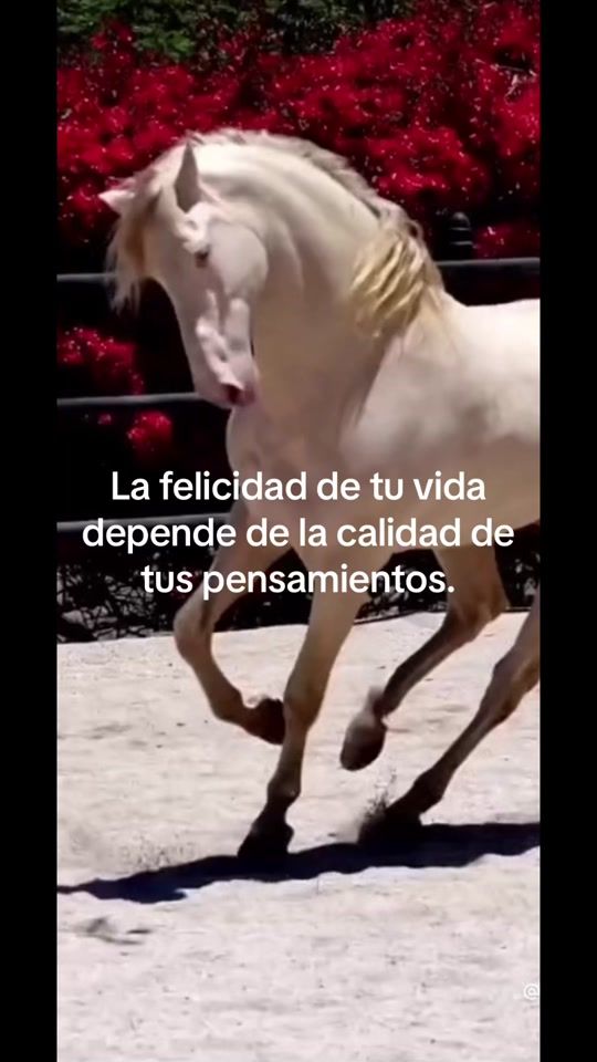 TikTok video thumbnail by poetaabusivo22