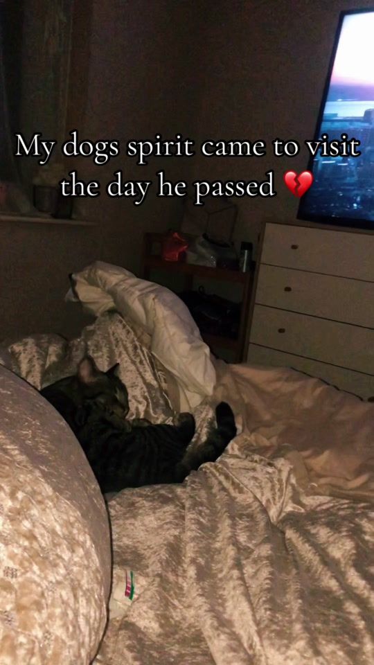 TikTok video thumbnail by reignyjay