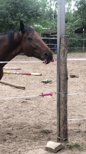 TikTok video thumbnail by whisperdshowjumping