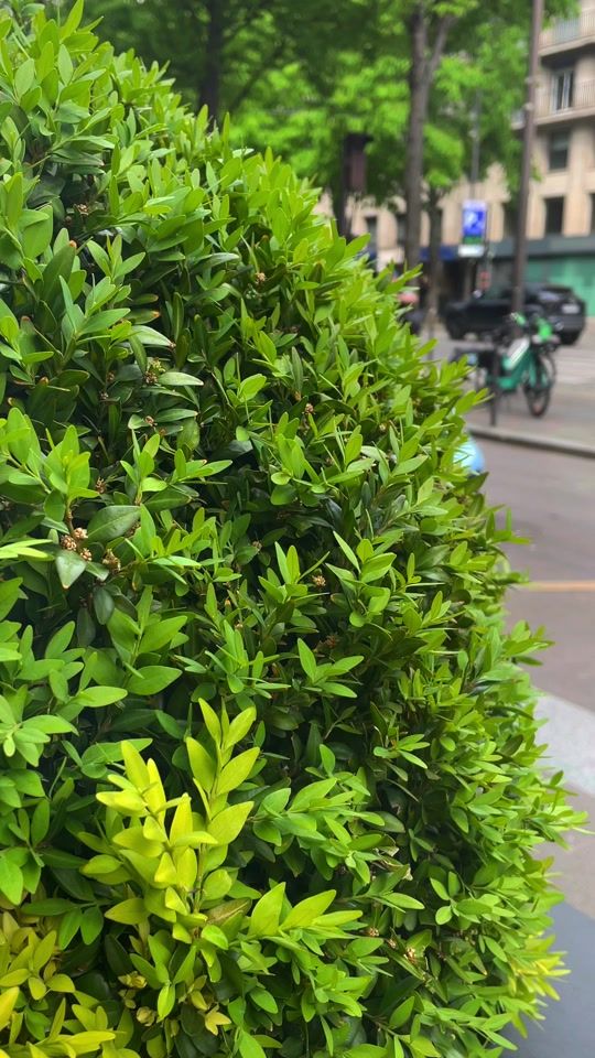 TikTok video thumbnail by raph.shots