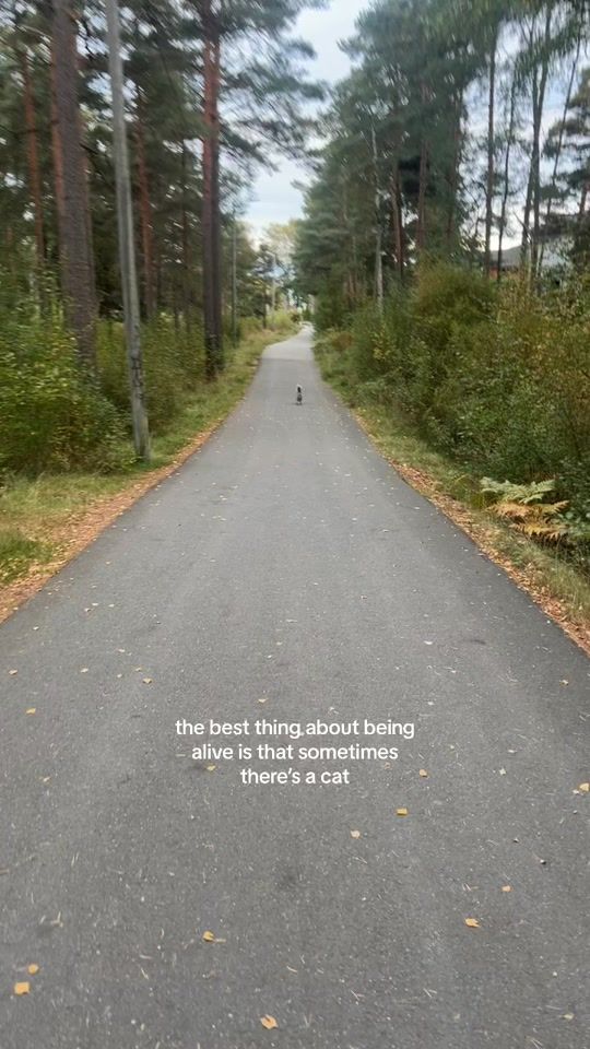 TikTok video thumbnail by reb8406