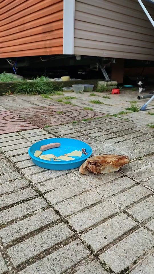 TikTok video thumbnail by _animals_house_tv