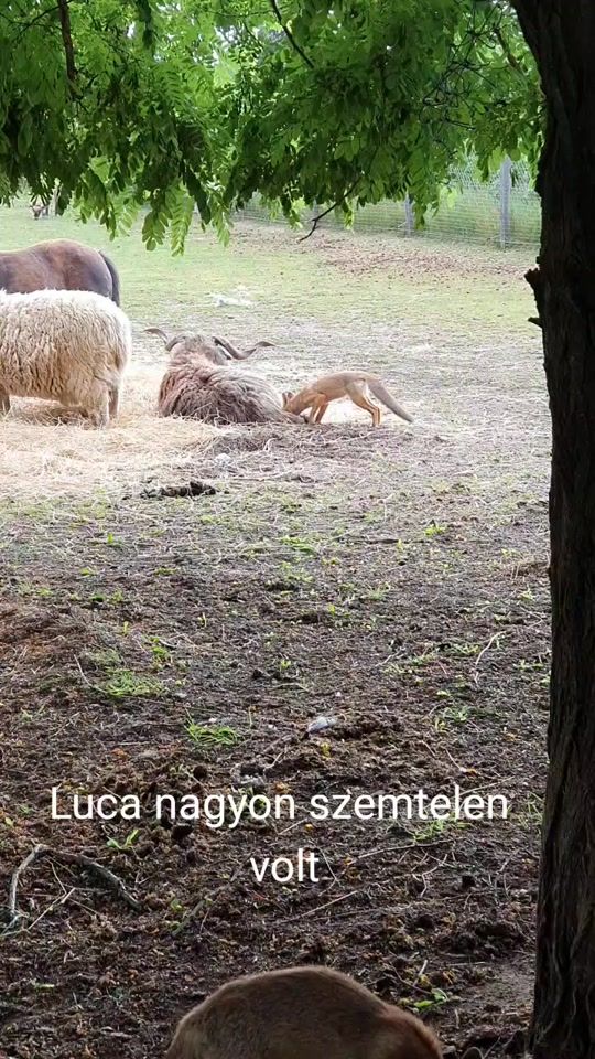 TikTok video thumbnail by rokales