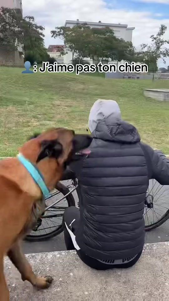 TikTok video thumbnail by rios_malinois