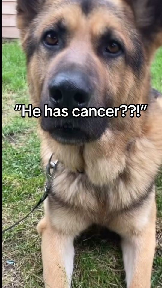 TikTok video thumbnail by denzeltherottweiler