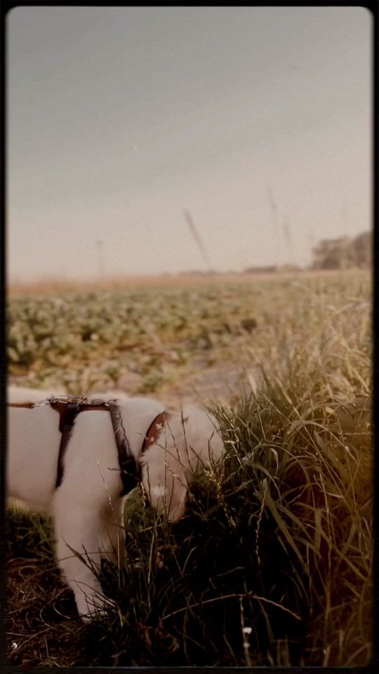 TikTok video thumbnail by jolupeaks