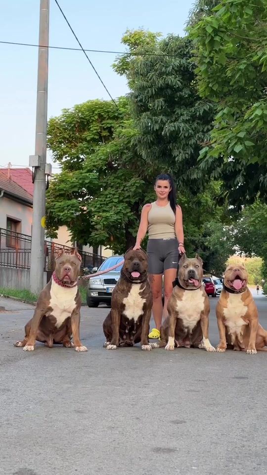 TikTok video thumbnail by dogslovers165