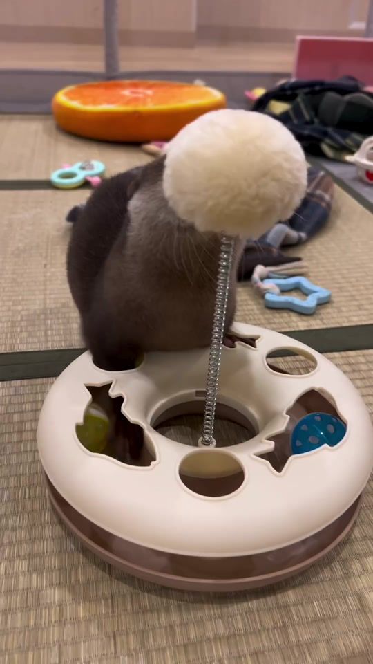 TikTok video thumbnail by otterfan05