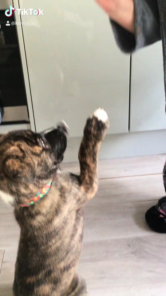 TikTok video thumbnail by aaliyahjadee98