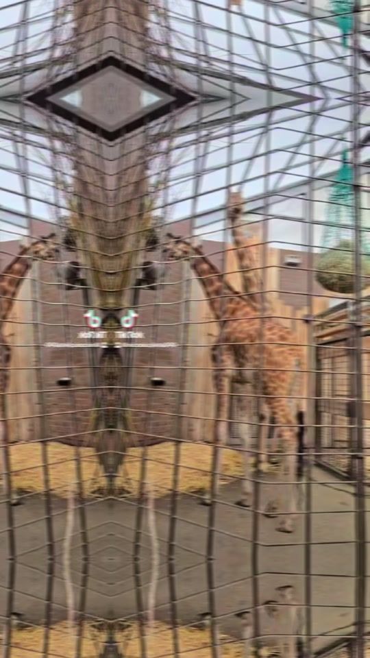 TikTok video thumbnail by niconicoleta090