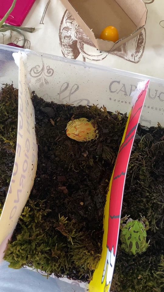 TikTok video thumbnail by snailsreptiles