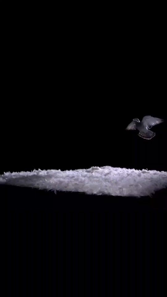 TikTok video thumbnail by wonderfulanimals17